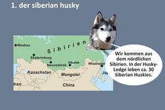 husky-lehrpfad